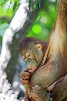 Utans: Northeast Bornean Orangutan / Orang Utan young