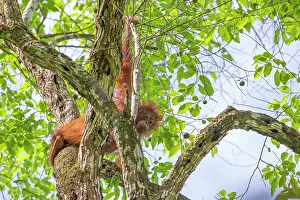 Orangutans: Northeast Bornean Orangutan / Orang Utan young in trees