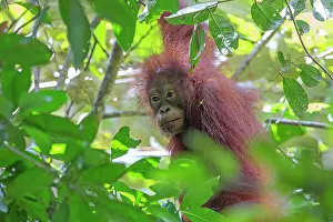 Orangutans: Northeast Bornean Orangutan / Orang Utan young in trees