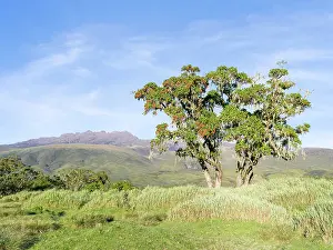 Northeast: Northeast Mount Kenya National Park (a UNESCO