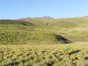 Gigantic: Northeast Mount Kenya National Park (a UNESCO