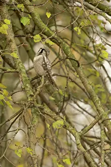 Rarity: Norther Hawk Owl