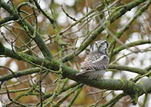 Rarity: Norther Hawk Owl