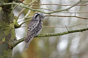 Rarity: Norther Hawk Owl