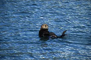 Otters: Northern / Alaskan SEA OTTER