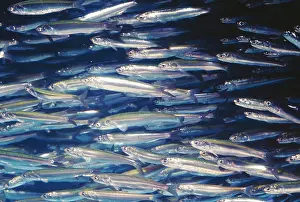 Mordax: Northern Anchovy