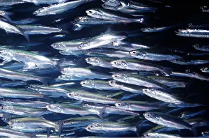 Shoals: NORTHERN ANCHOVY - Large Shoal
