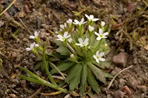 Septentrionalis: Northern androsace