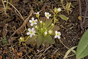 Septentrionalis: Northern androsace