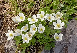 Parviflora: Northern Anemone - in flower