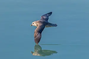 Fulmars: Northern / Arctic Fulmar