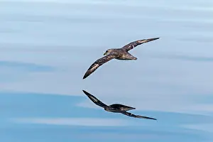 Fulmars: Northern / Arctic Fulmar