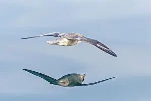 Fulmars: Northern / Arctic Fulmar