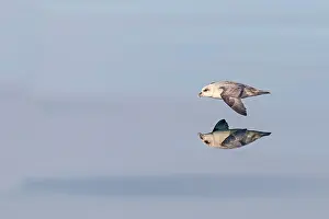 Fulmars: Northern / Arctic Fulmar