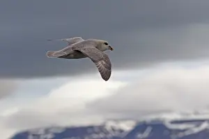 Fulmars: Northern / Arctic Fulmar