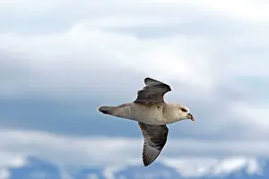 Fulmars: Northern / Arctic Fulmar