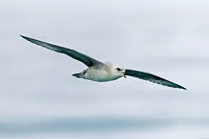 Fulmarus: Northern / Arctic Fulmar