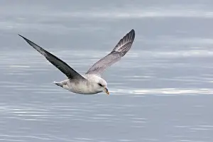 Fulmarus: Northern / Arctic Fulmar