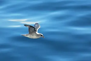 Fulmars: Northern / Arctic Fulmar in flight near
