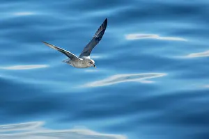 Fulmars: Northern / Arctic Fulmar in flight near