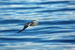 Fulmars: Northern / Arctic Fulmar in flight near