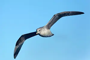 Fulmars: Northern / Arctic Fulmar in flight near