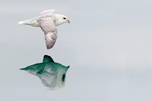 Fulmars: Northern / Arctic Fulmar - in flight above sea with reflecti