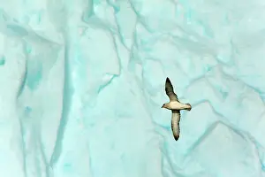 Jacobshavn: Northern / Arctic Fulmars in flight in front