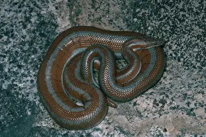 Lichanura: Northern Baja Rosy Boa