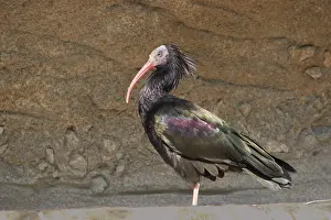 Eremita: Northern Bald Ibis