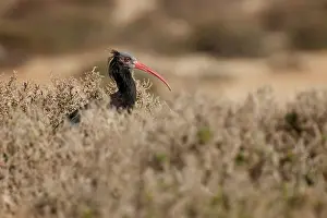 Geronticus: Northern Bald Ibis