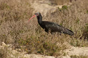 Geronticus: Northern Bald Ibis