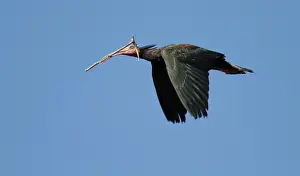 Eremita: Northern Bald Ibis