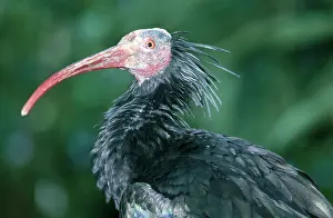 Eremita: Northern Bald Ibis
