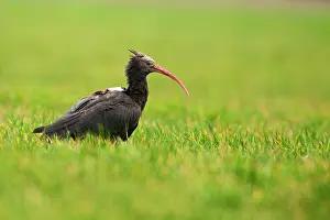 Eremita: Northern Bald Ibis