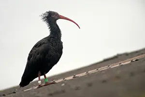 Eremita: Northern Bald Ibis