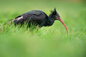 Eremita: Northern Bald Ibis