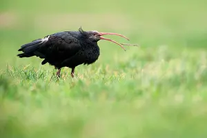 Eremita: Northern Bald Ibis
