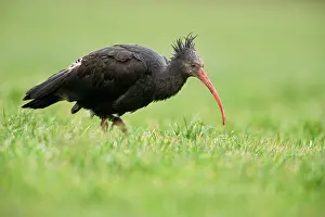 Eremita: Northern Bald Ibis