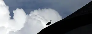 Upper: Northern bald ibis (Geronticus eremita), silhouette
