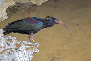 Eremita: Northern bald ibis (Geronticus eremita), Andalusia