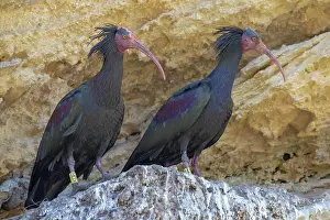 Eremita: Northern bald ibis (Geronticus eremita), Andalusia