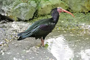 Eremita: Northern Bald Ibis (Geronticus eremita) drinking