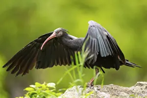 Type: Northern bald ibis (Geronticus eremita) landing on a rock