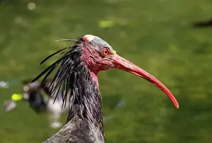 Eremita: Northern bald ibis (Geronticus eremita), portrait