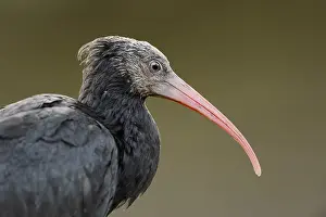 Hermit: Northern Bald Ibis (Geronticus eremita), portrait