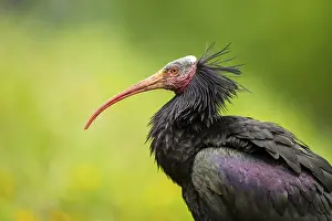 Section: Northern bald ibis (Geronticus eremita) portrait