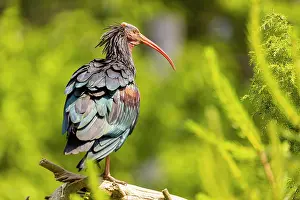 Ibis: Northern bald ibis (Geronticus eremita) in a wildlife