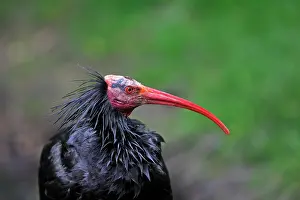 Eremita: Northern Bald Ibis / Hermit Ibis / Waldrapp