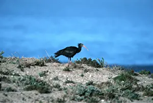 Ibises: NORTHERN BALD IBIS - profile